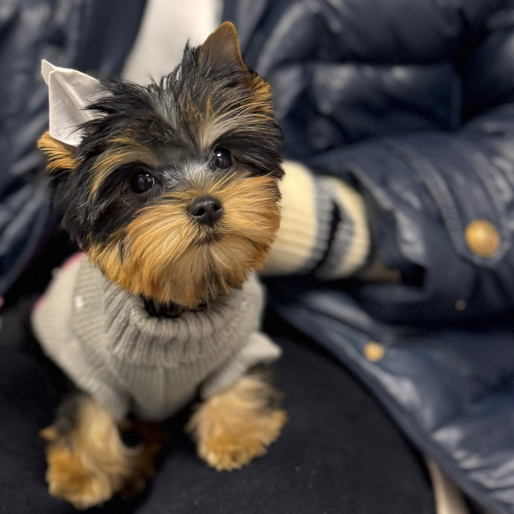 Постановка ушек