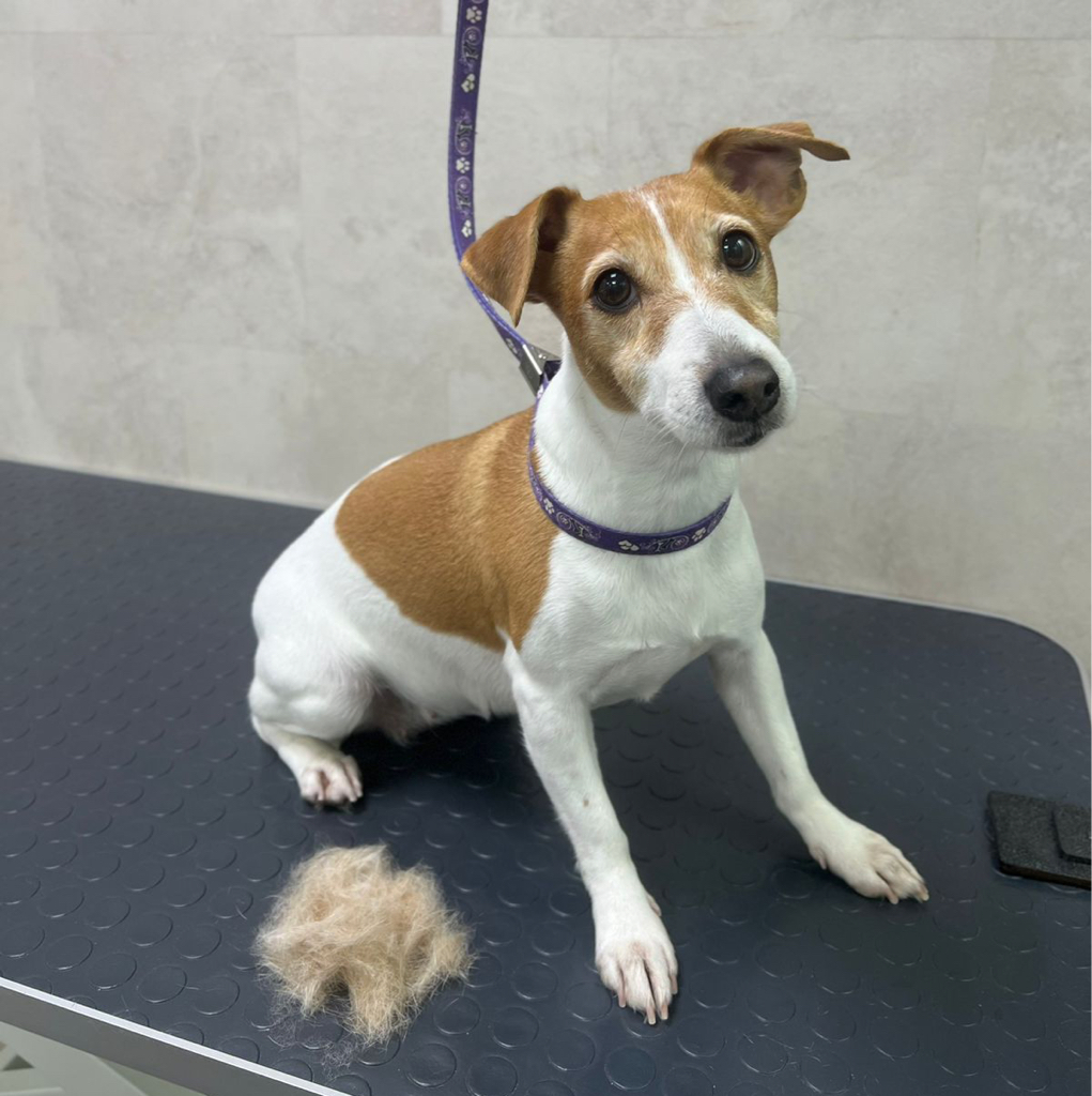 Джек-рассел-терьер гладкошерстный комплекс Вычёсывание