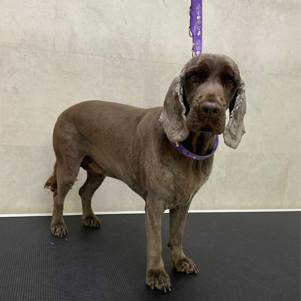 Английский кокер-спаниель комплекс (стрижка под машинку)