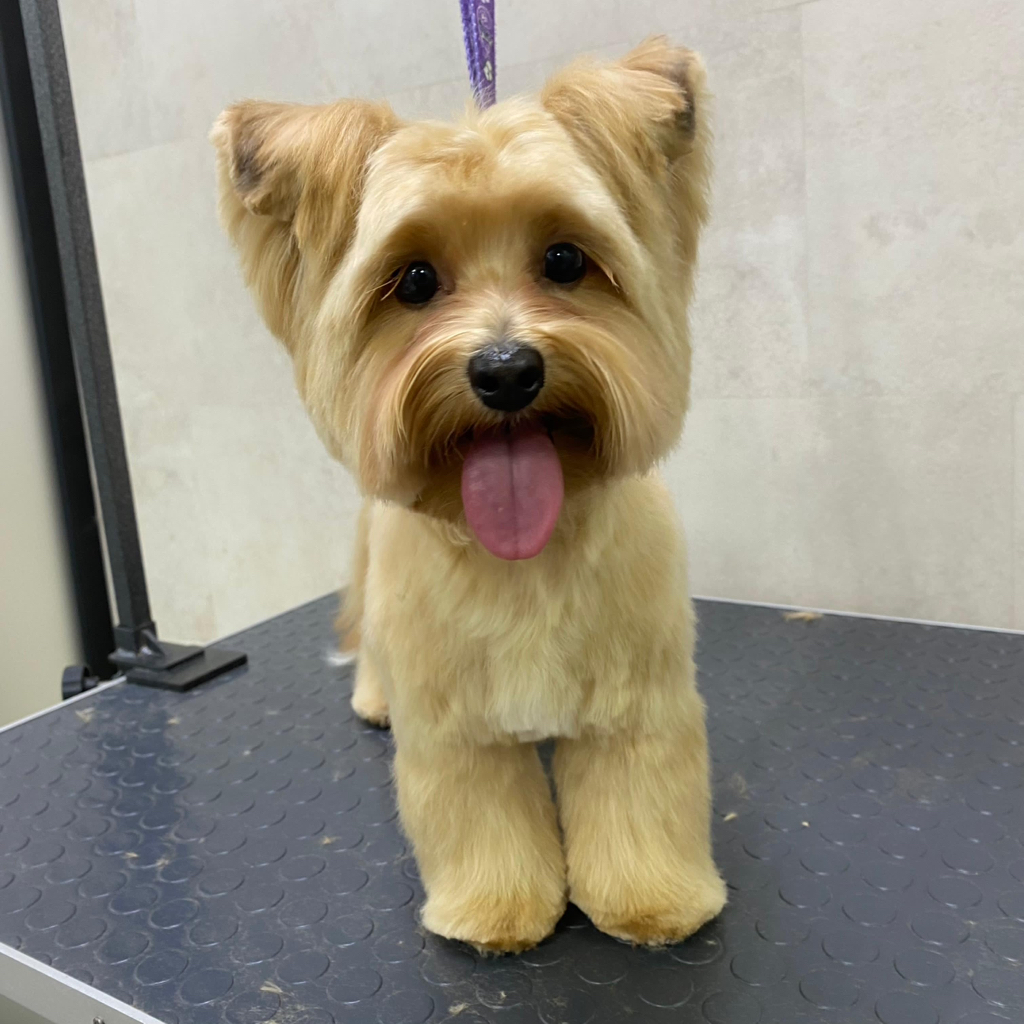 Йорк Голдаст комплекс стрижка