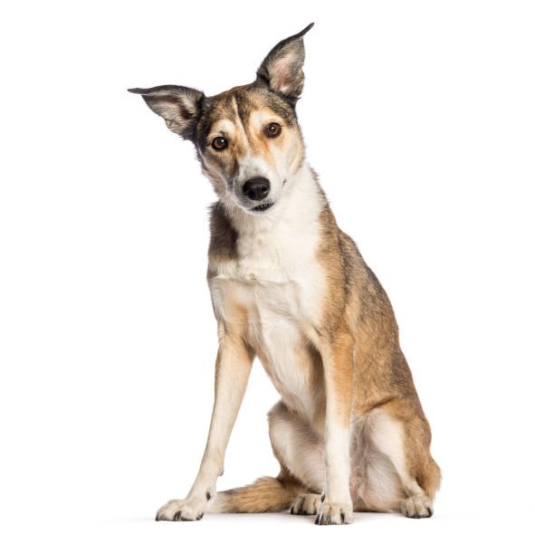 Метис до 35 см