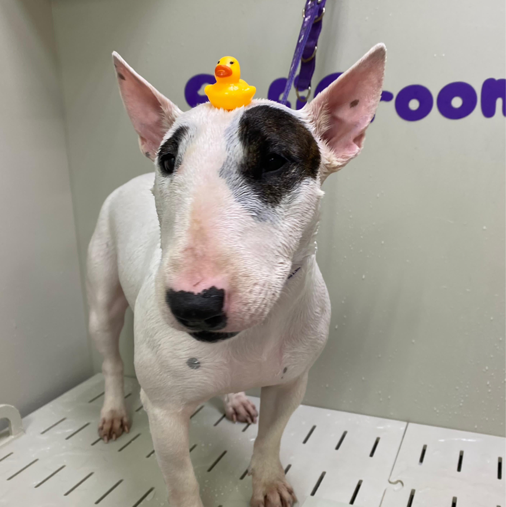 Бультерьер мини до 8 кг комплекс Вычёсывание