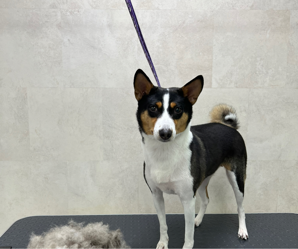 Басенджи комплекс Вычёсывание