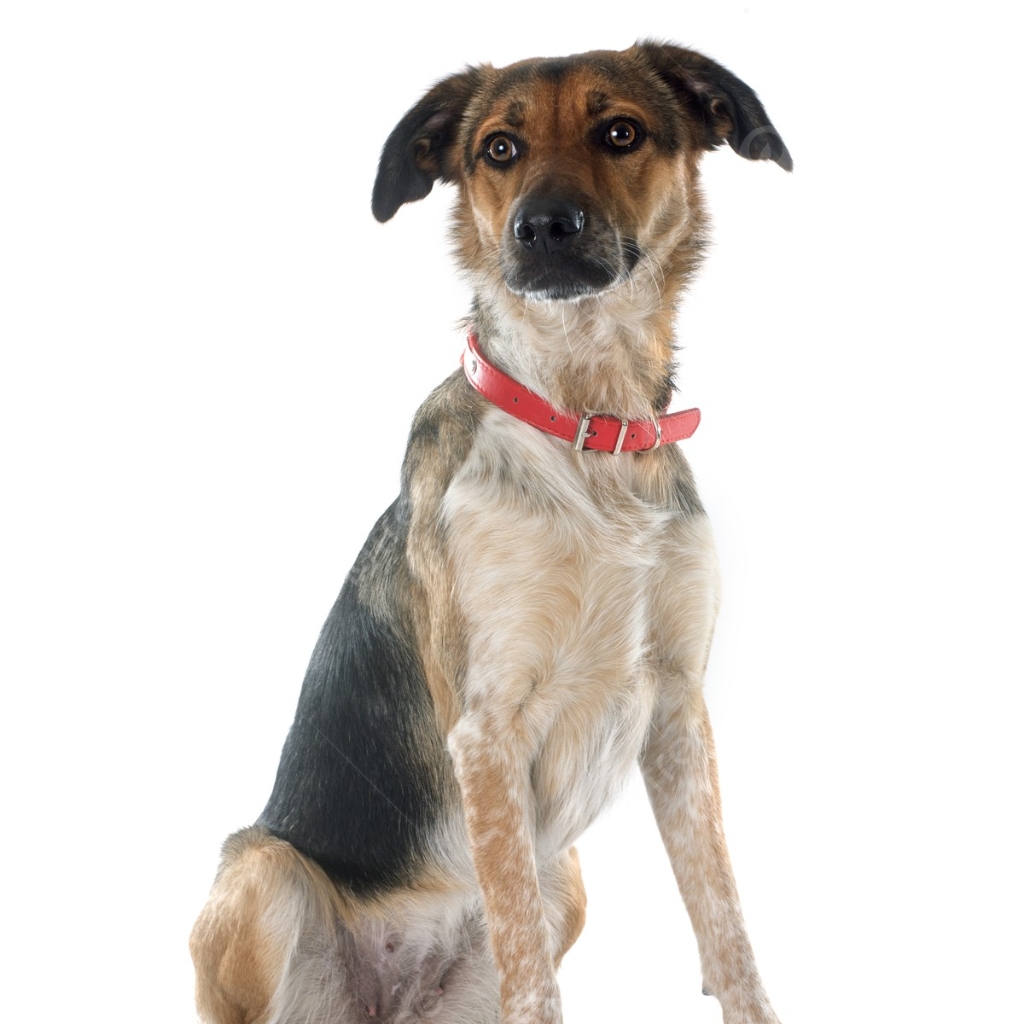 Метис от 35 до 45 см