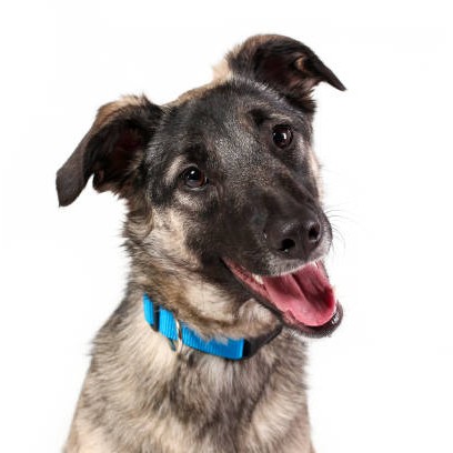 Метис от 45 см