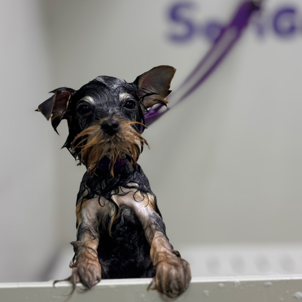 Йоркширский терьер комплекс Купание