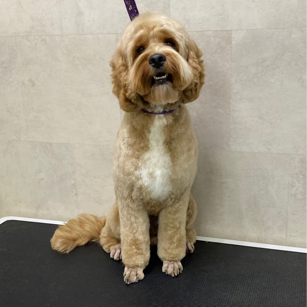 Кавапу/ Кокапу гигиенический комплекс