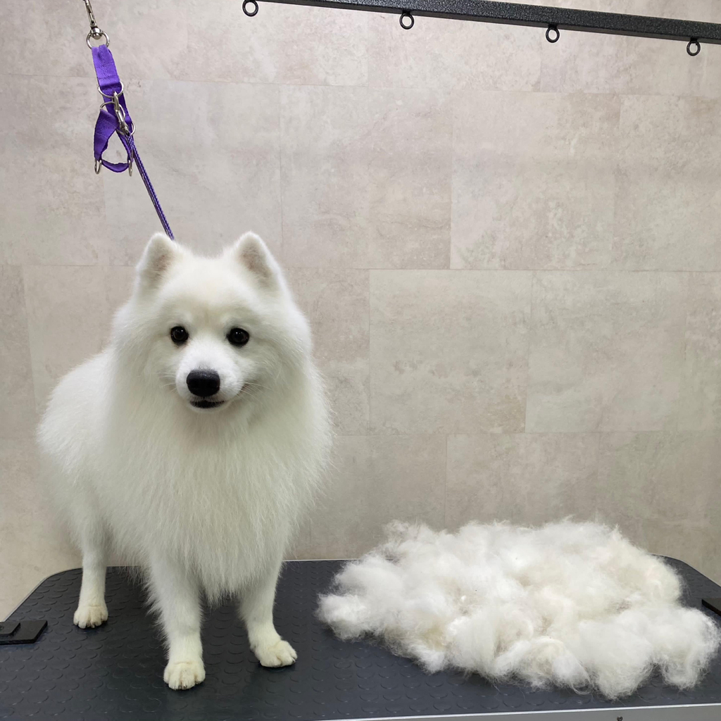 Японский шпиц комплекс Вычёсывание