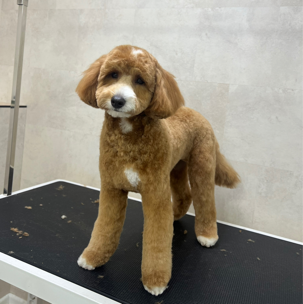 Лабрадудль мини (до 5 кг) комплекс Стрижка