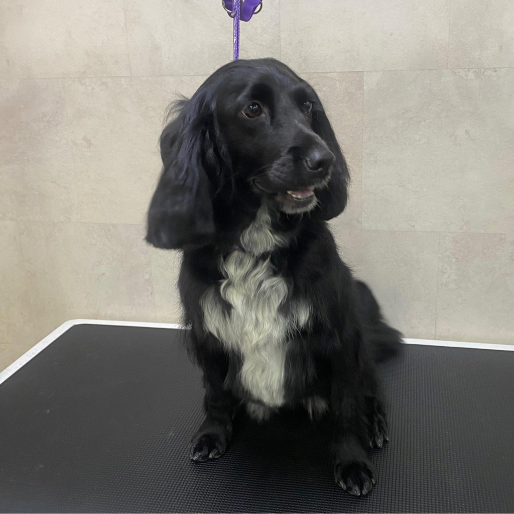 Русский спаниель комплекс (стрижка под машинку)