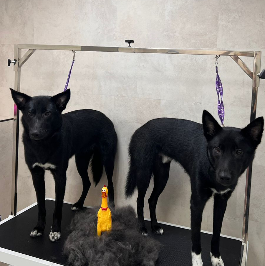 Метис до 10кг (вычёсывание)