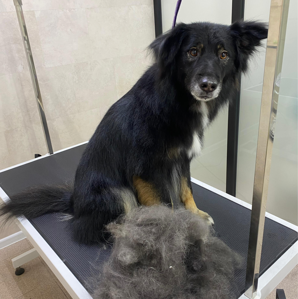 Метис 20-40кг (стрижка)