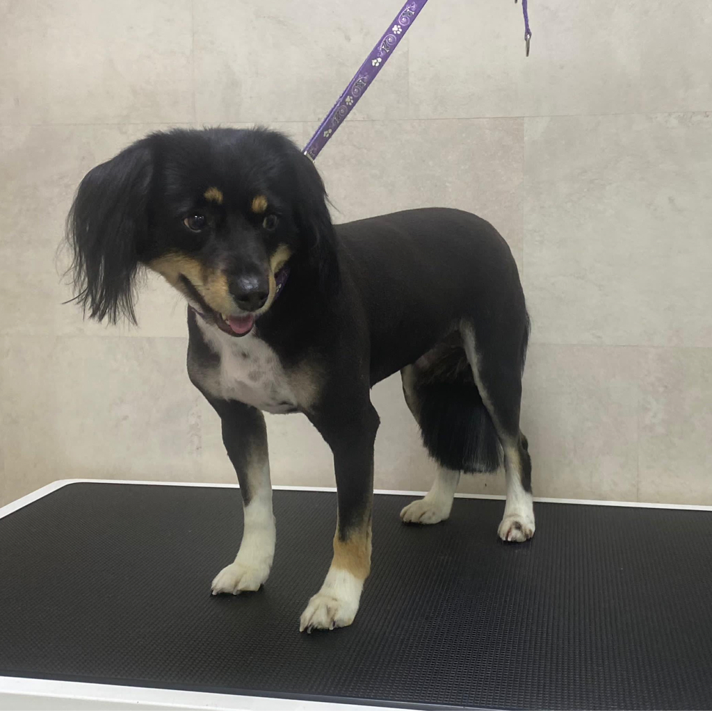 Метис до 10кг (стрижка)