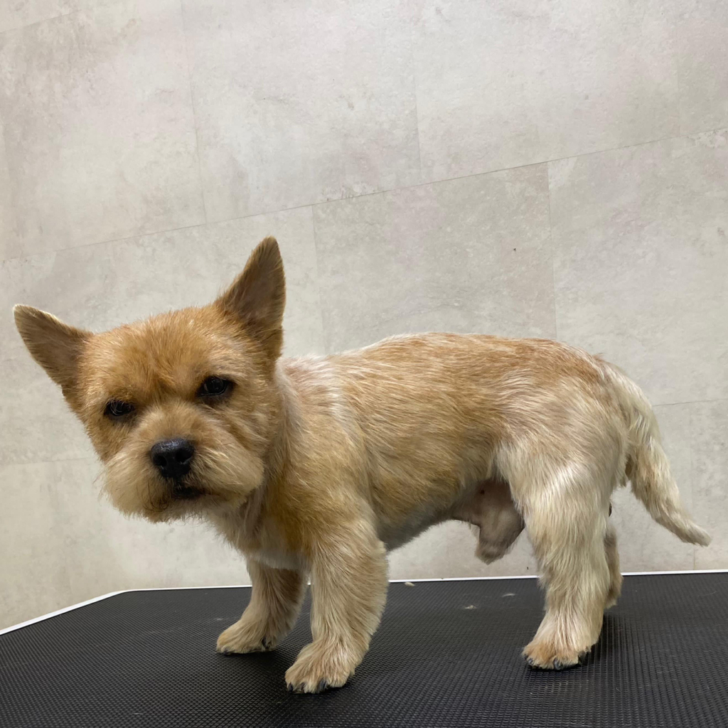 Норвич терьер комплекс Стрижка