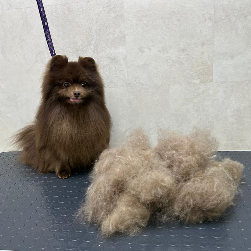 Шпиц малый гигиенический комплекс (без стрижки) высота до 29см, от 3 кг