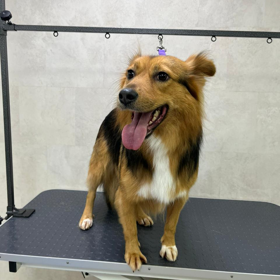 Метис 10-20кг (стрижка)