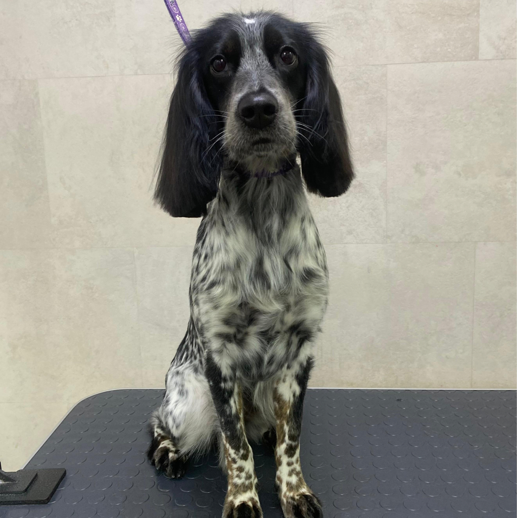 Русский спаниель комплекс (породный)