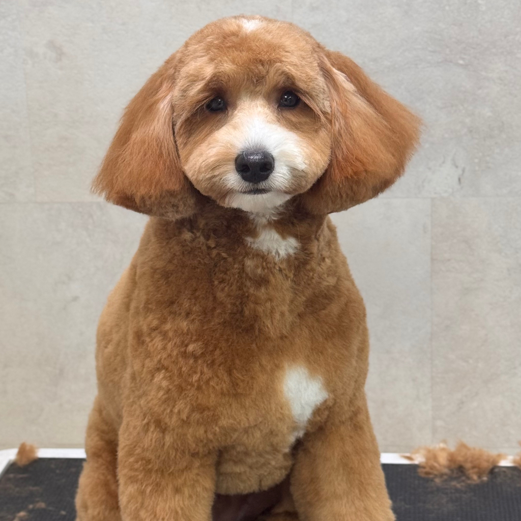 Лабрадудль гигиенический комплекс