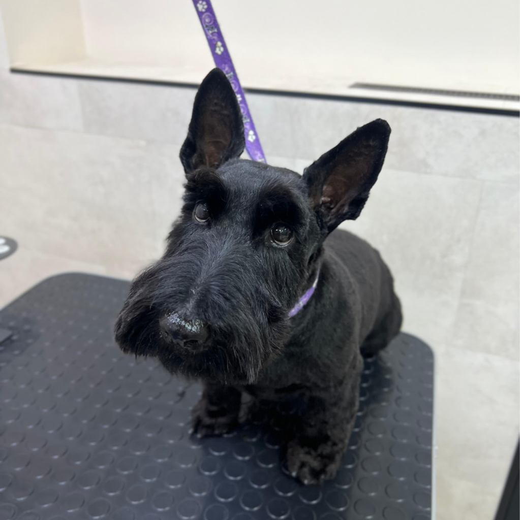 Скотч терьер комплекс Стрижка