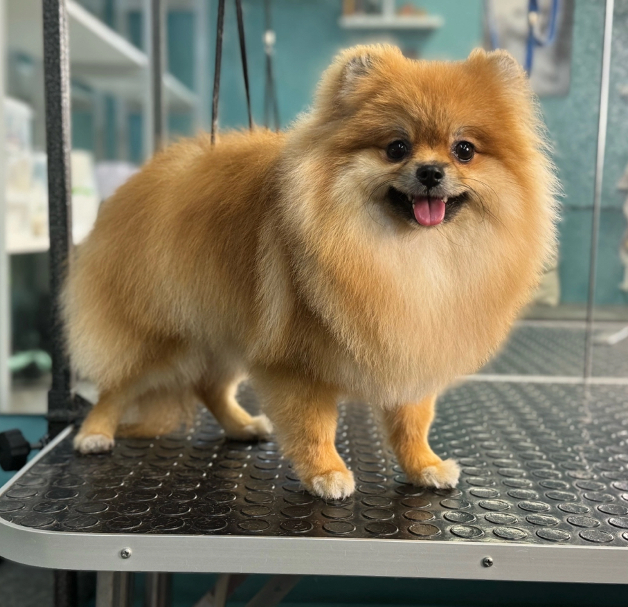 Шпиц КОМПЛЕКС средний