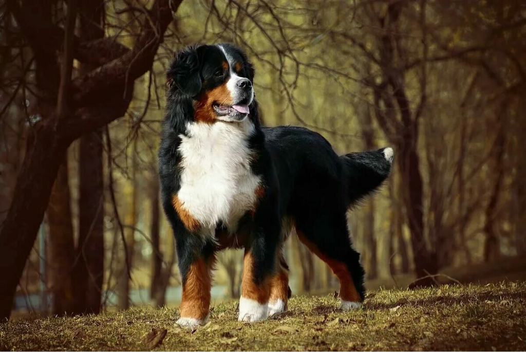 Бернский зенненхунд свыше 46 кг Комплекс