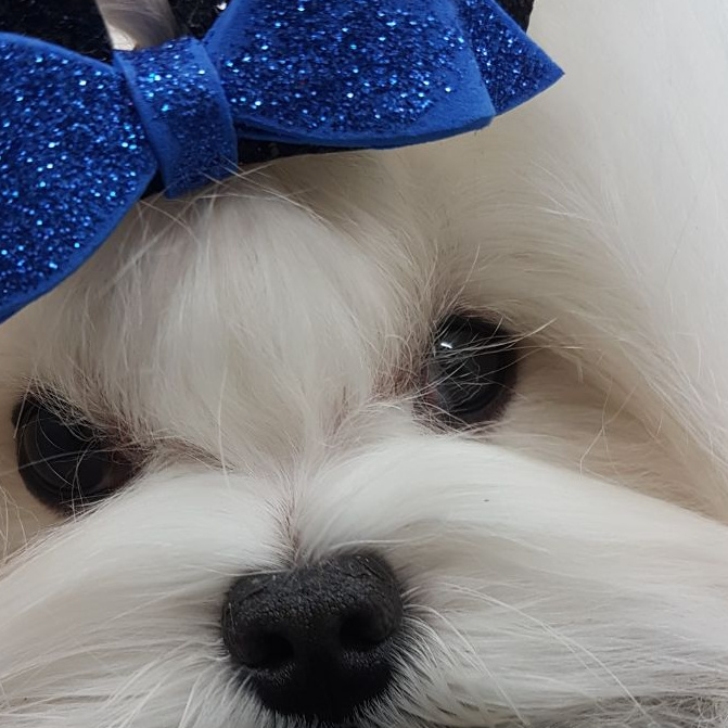 Мальтезе. Гигиенический уход