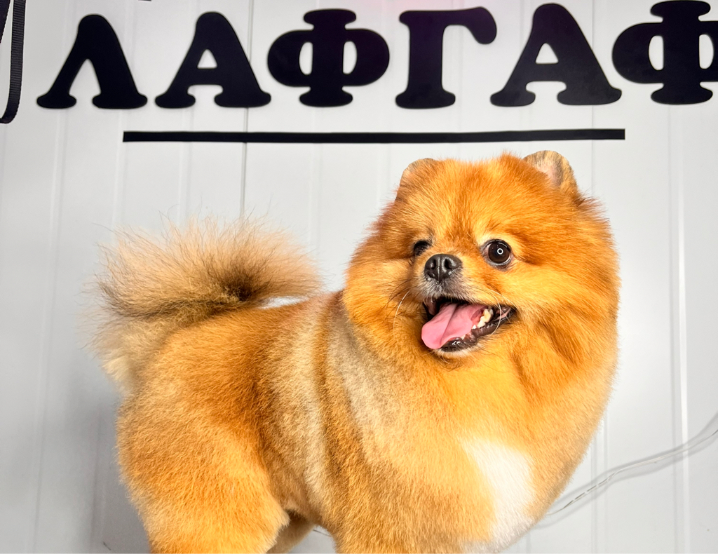 ШПИЦ  до 5 кг «Полный комплексный уход» с стрижкой средней , короткой длины