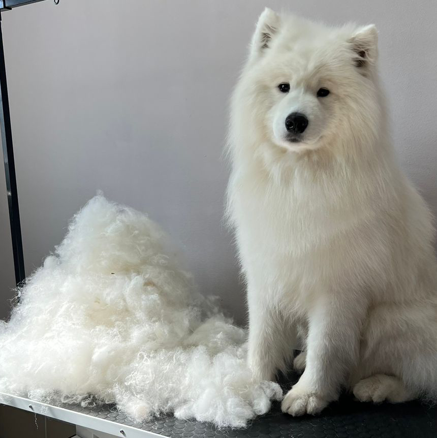 Самоед Комплекс "Все включено" с гигиеной