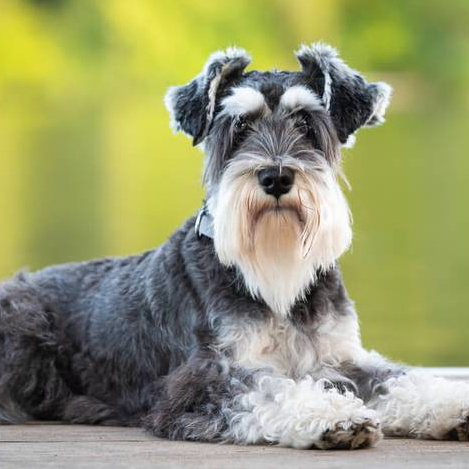 Цвергшнауцер, гигиенический уход