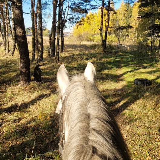 Прогулка на лошадях индивидуальная (60мин)