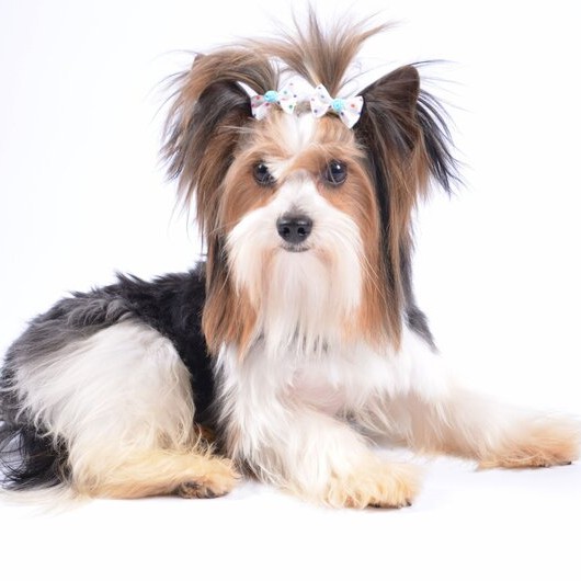 Бивер, до 5 кг.,  комплекс