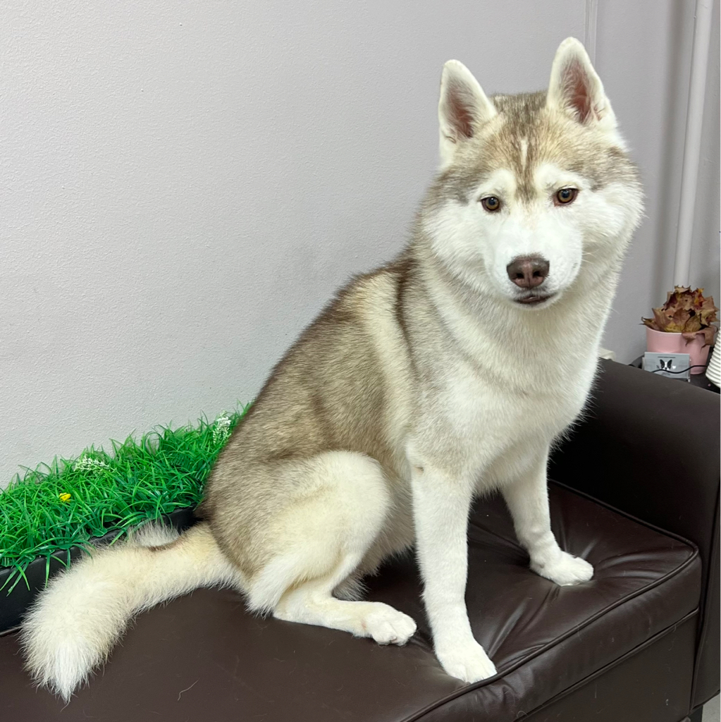 Хаски Комплекс «Экспресс-линька»