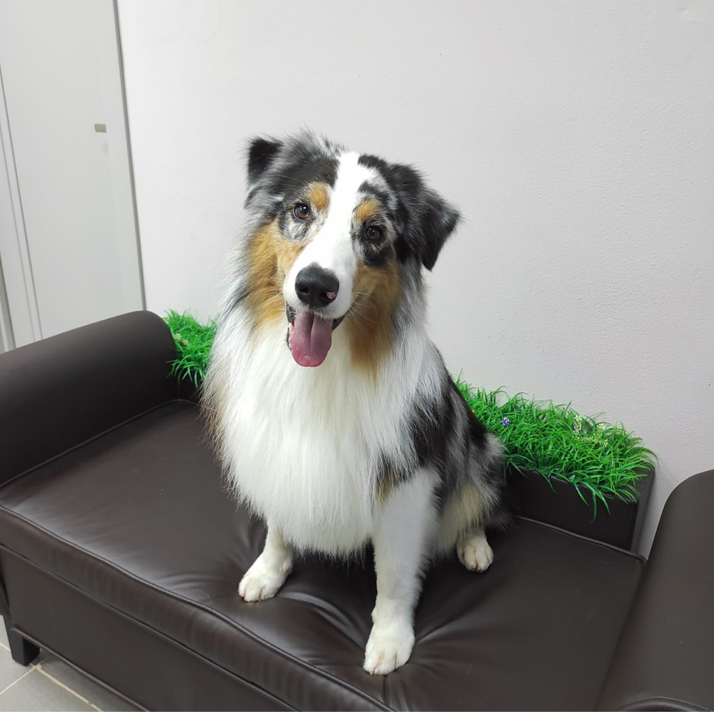 Аусси Комплекс + Легкая окантовка (по желанию)