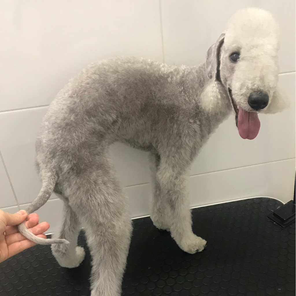 Бедлингтон терьер Комплекс + Породная стрижка