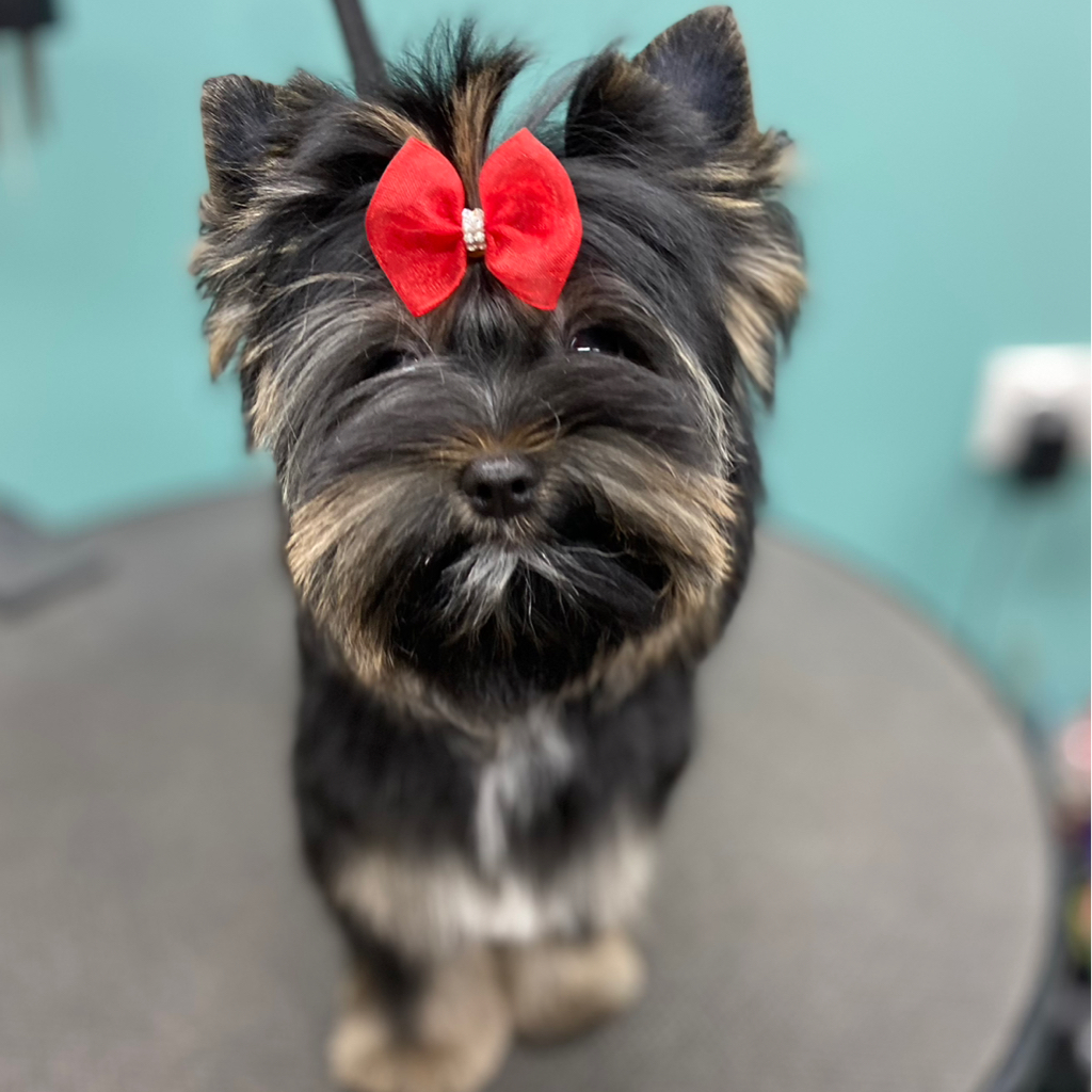 Йорк.Гигиенический уход