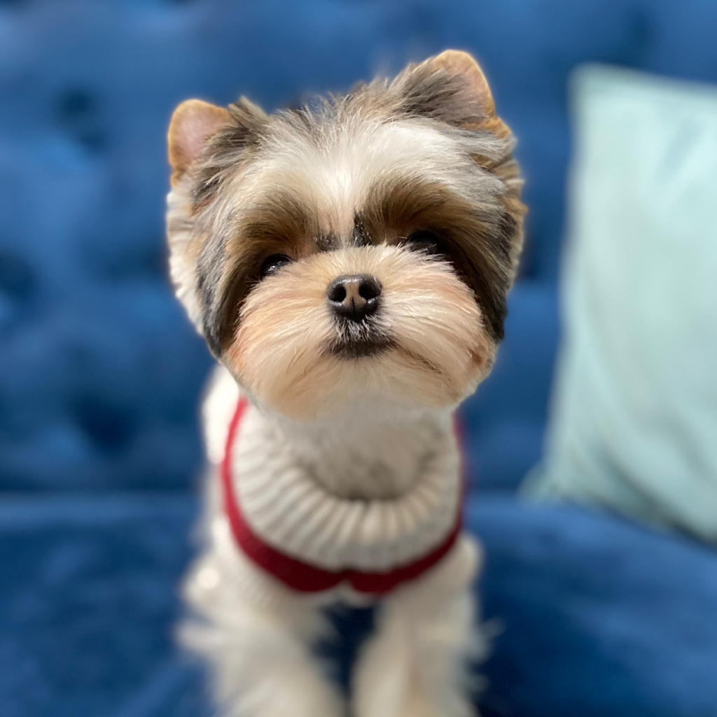 Бивер-йорк.Гигиенический уход