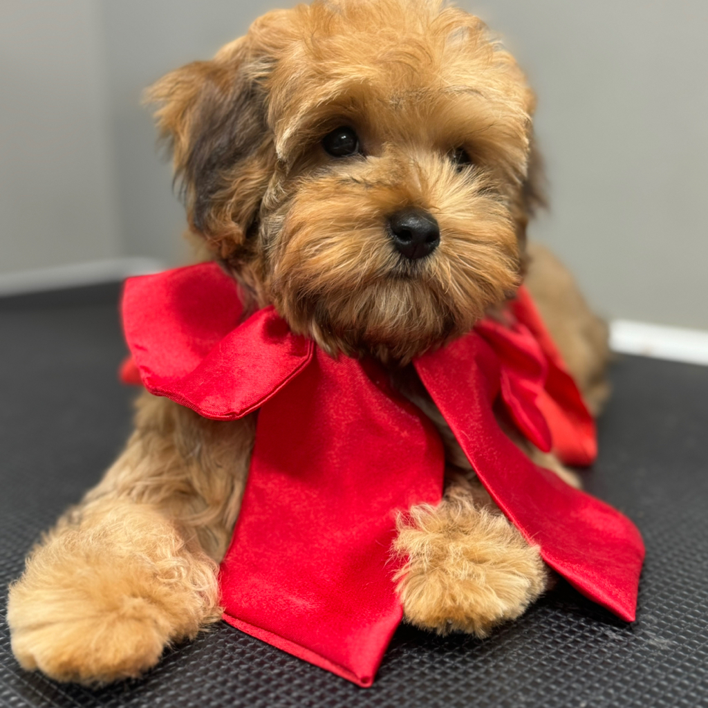 Мальтипу.Гигиенический уход