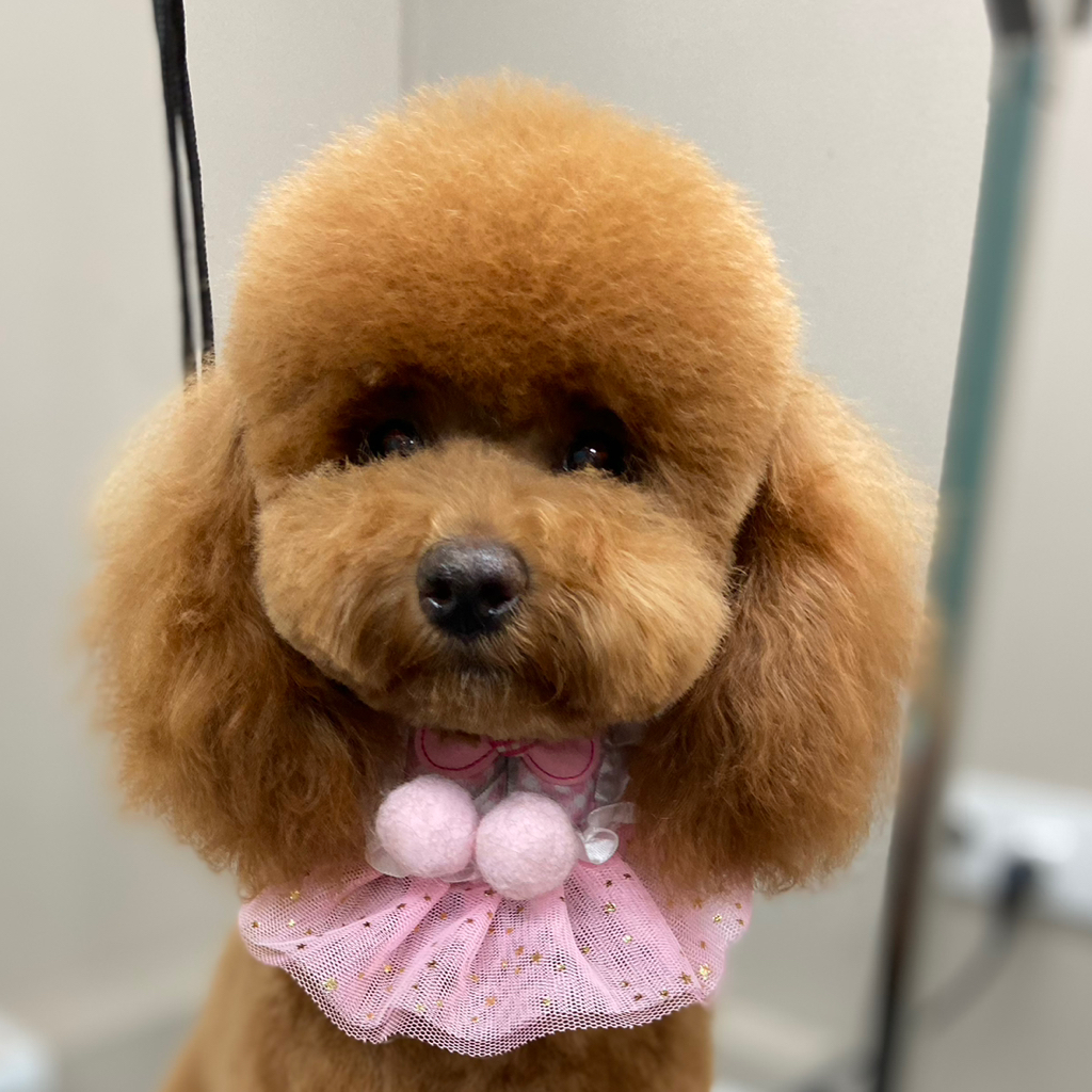 Той-пудель. Гигиенический уход