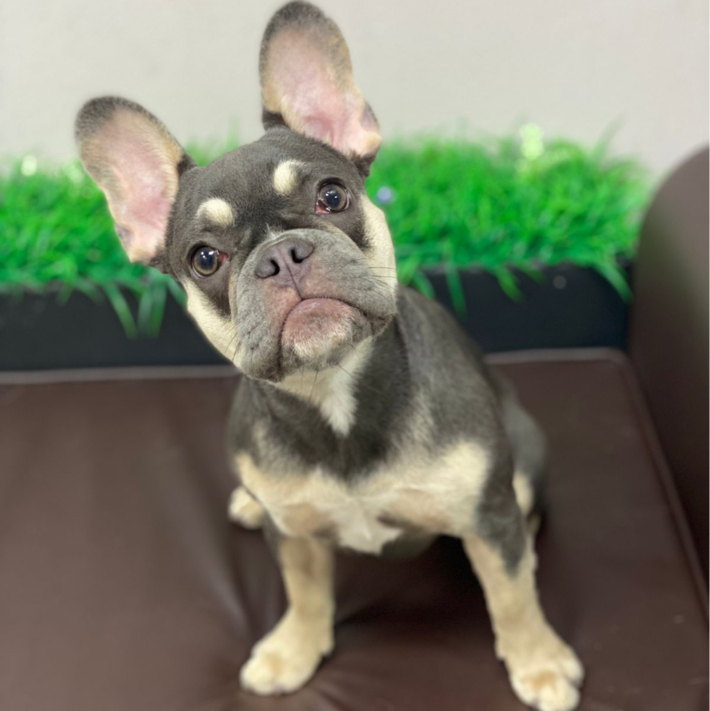 Французский бульдог Комплекс «Экспресс-линька»