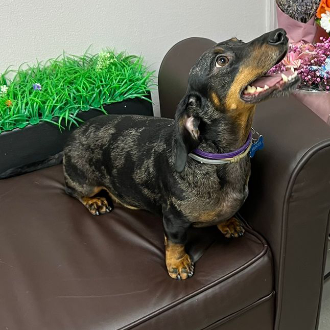 Такса Комплекс "Экспресс-линька" (для гладкошерстных) без стрижки