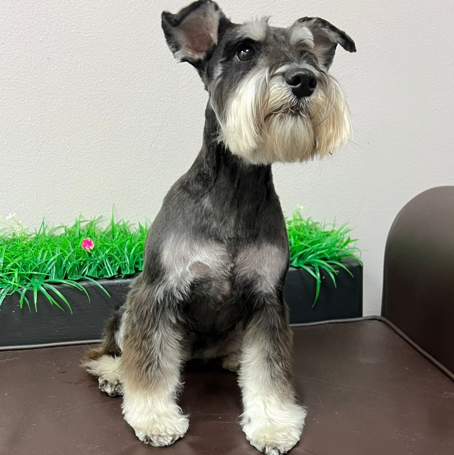 Цвергшнауцер Комплекс "Все включено" с триммингом