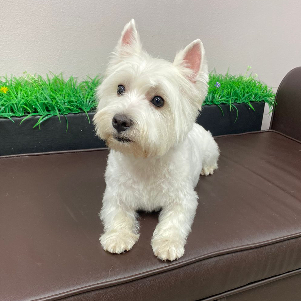 Вест хайленд Комплекс "Все включено" + стрижка