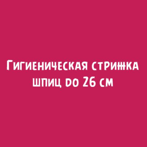 Шпиц до 26см: Гигиеническая стрижка