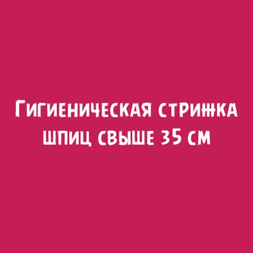 Шпиц свыше 35см: Гигиеническая стрижка