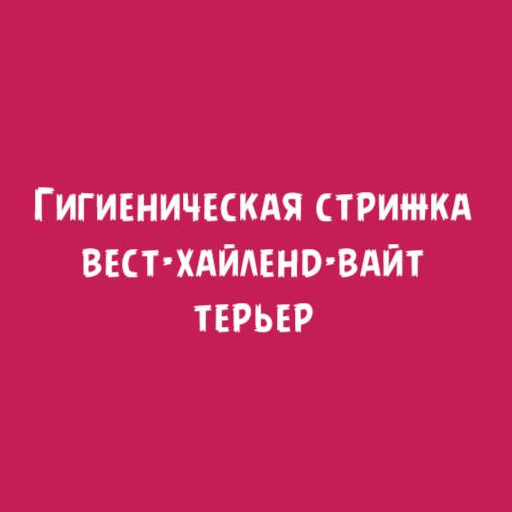 Вест хайленд вайт терьер: Гигиеническая стрижка