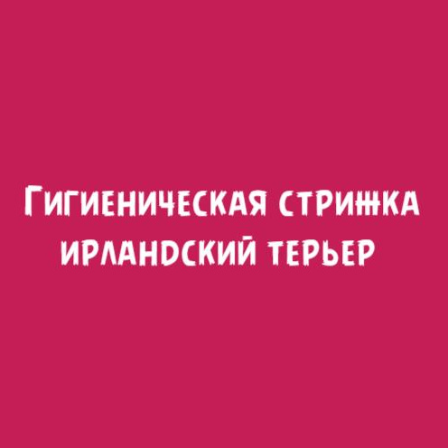 Ирландский терьер: Гигиеническая стрижка