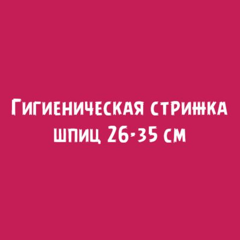 Шпиц 26-35см: Гигиеническая стрижка