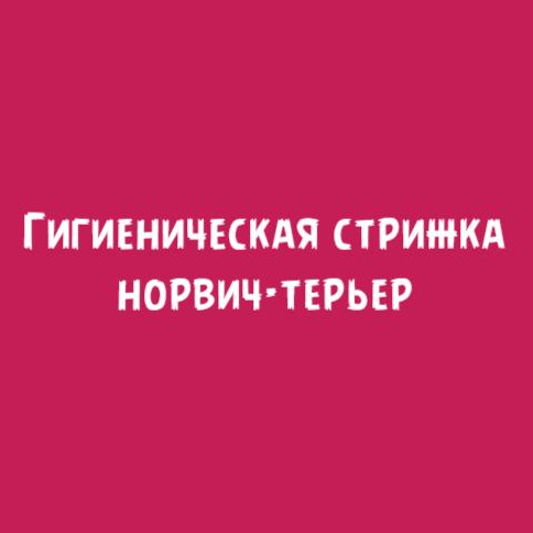 Норвич терьер: Гигиеническая стрижка