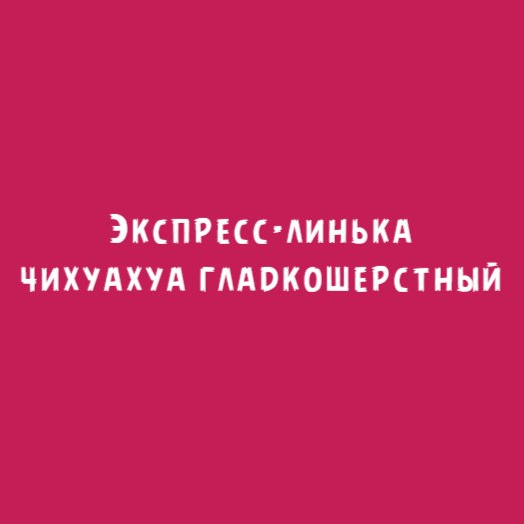 Чихуахуа гладкошерстный: Экспресс-линька