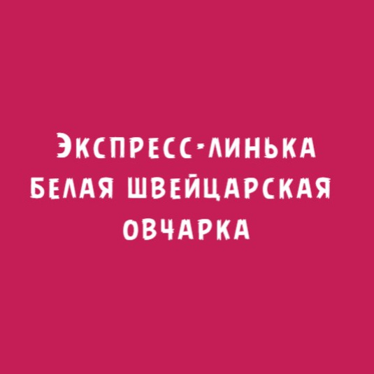 Белая швейцарская овчарка (БШО): Экспресс-линька